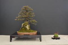 Czankov_Larix