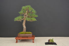 Gabrielli_Pinus