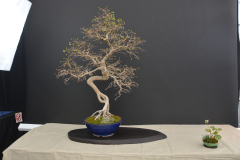 Gurabi_Carpinus