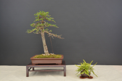 Hojstricova_Larix
