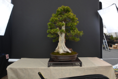 Jakubcin_Thuja