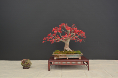 Jancina_Palmatum