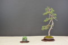 Kanis_Pinus