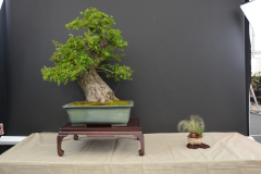 Kolesar_Crataegus
