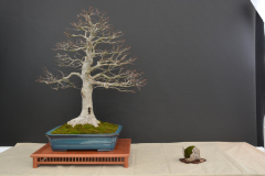 Kozuch_Fagus