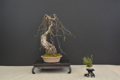 Kravec_Betula