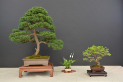 Krisko_Juniperus