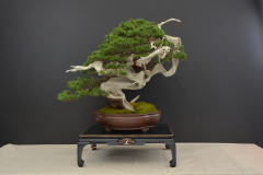Lenar_Juniperus