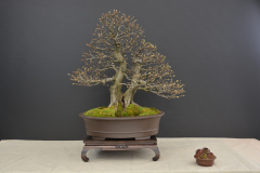 Litecky_Carpinus