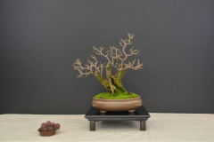 Novotny_Cornus