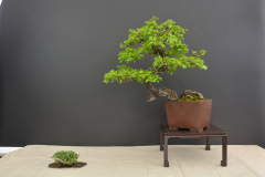 Ondejcik_Crataegus