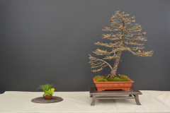 Oravecz_Larix