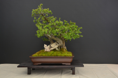 Pereszleny_Crataegus