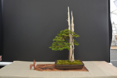 Peteraj_Thuja