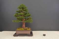 Rak_Taxus