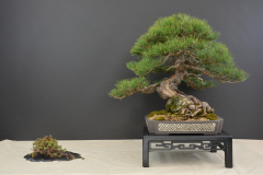 Roskos_prezidentsky_Pinus