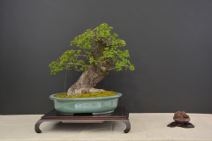 Saffo_Crataegus