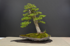 Spalek_Larix