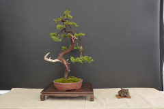 Stefanovic_Juniperus