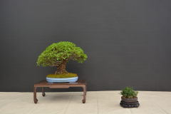 Szocs_Zelkova
