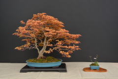 Trpak_Palmatum