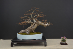 Vitez_Fagus