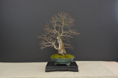 Zbinovsky_Ulmus