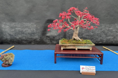 IMG_8859