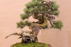 Lempel_kifu_mugo-scaled