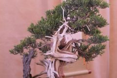Roskos_juniperus-scaled