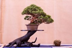 Roskos_shohin__juniperus-scaled