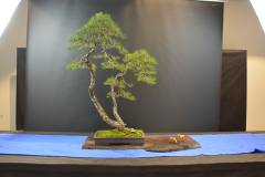 ABA_Malawski_Sylvestris