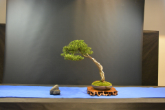 EBA_Carocci_Taxus