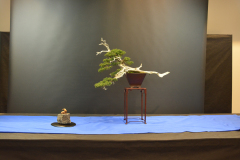 EBA_Malawski_Juniper