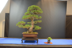 EBA_Obermayer_Parviflora