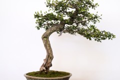 DSF2035