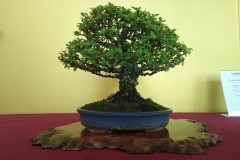 IMG_20220618_152109