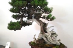 IMG_20220627_082655