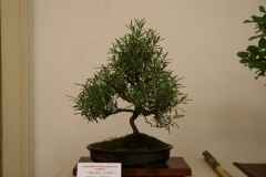 bonsaj02