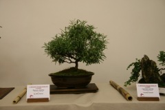 bonsaj04
