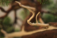 img_0533