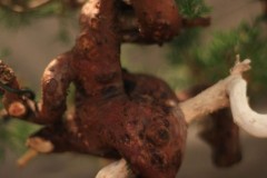 img_0562_0