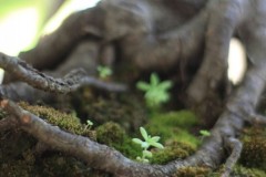 img_0568_0