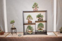 thumbs_Juraj-Szabo-shohin-regal