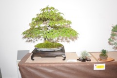 Rene-Lempel-kifu-regal