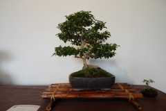 DSCN1302