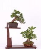 thumbs_Magdalena-hojstricova-shohin-kolekcia-Cena-za-kolekciu-shohin