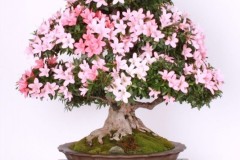 Richard-Lenar-Azalka-Cena-za-importovany-kvitnuci-bonsaj