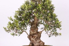 Jan-Ludik-Oliva-IMG_9560
