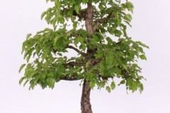 Ladislav-Gembes-Hruska-obycajna-IMG_9514